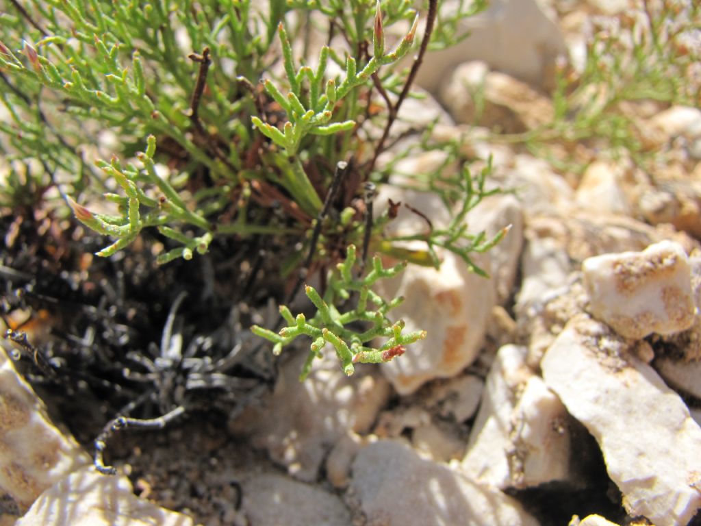 limonium sardegna